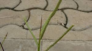 Image result for Paspalum scrobiculatum