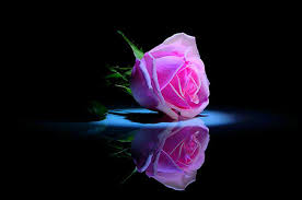 Pink rose images free download. Black And Pink Rose Wallpapers Top Free Black And Pink Rose Backgrounds Wallpaperaccess
