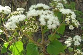 Image result for Ageratinastrum