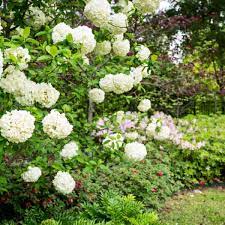Top rated professionals · thousands of pros · chat with local pros Plant Nursery Landscaping Tyler Tx Breedlove Nursery Landscape