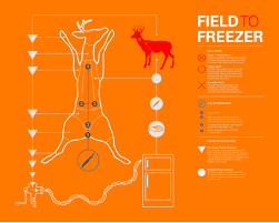 Info Graphic For Field Dressing A Deer Field Dressing A