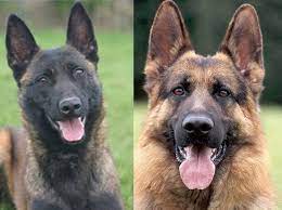 Our goal is to produce healthy working line puppies with sound minds and strong bodies to excel in any working or family environment. Belgian Malinois Vs German Shepherd Which Dog Makes The Perfect Pet
