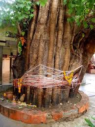 Banyan Tree Worship Banyan Tree Tree Sacred Tree