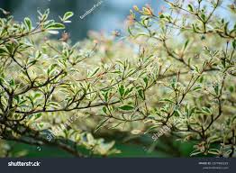 Image result for Terminalia neotaliala