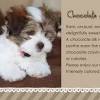 We love them unconditionally and they are part of our family. Https Encrypted Tbn0 Gstatic Com Images Q Tbn And9gcqbqeg8xxbwx2sn7p2tol A7wsml8vawllz8c9lxzu Usqp Cau