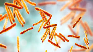 Image result for Mycobacteria