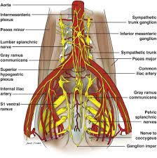 The Pelvic Splanchnic Nerves Sciencedirect