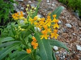 Silky Gold Milkweed Milkweed Butterfly Plants Plants