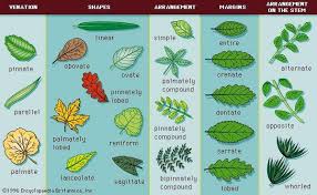 Image result for Plants With Simple Leaf