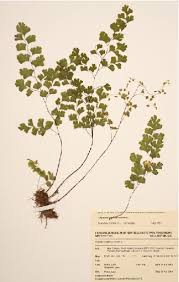 Image result for Adiantum capillus-veneris