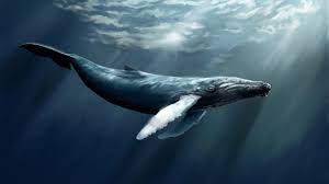 Carta A Un Joven En El Mundo De La Ballena Azul Pintura De Ballena Imagenes De Ballenas Ballena Azul