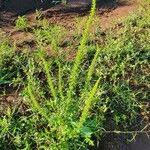 Image result for Dysphania schraderiana