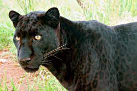 Black leopards from south africa is not ranked in the football club world ranking of this week (01 mar 2021). Chasing Mpumalanga S Black Leopard News