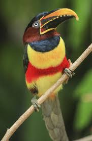 Bird With Colorful Beak Colorful Birds Photo Contest Winners Colorful Birds Wild Birds Photography Bird Photo