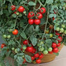 How to plant cherry tomatoes. How To Grow Cherry Tomatoes In Pots Plant Instructions