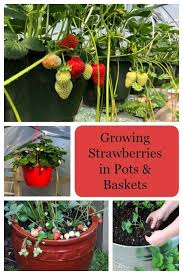 Growing Strawberries In Pots And Baskets How To Plant Grow Winterize In 2020 Growing Strawberries In Containers Strawberries In Containers Strawberry Plants