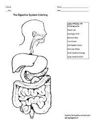 Color your way through the human digestive system with this coloring page! Digestion System Coloring Activity By Michele Rinn Tpt