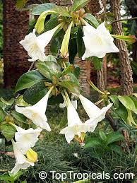 Pin On Growing Perfumed Garden