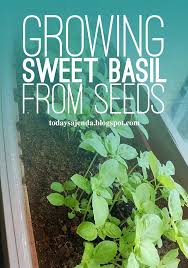 Growing Sweet Basil From Seeds Here S What I Did Right And Wrong Basil Plant Sweet Basil Easy Plants To Grow