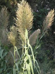 Image result for Arundo donax