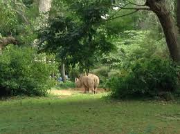 Shy Guy 3 Mysore Zoo Officially The Sri Chamarajendra Zoological Gardens Mysore Zoo Zoological Garden Zoo