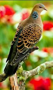 Pin By Selma Sancar On Birds Kuslar Nature Birds Beautiful Birds Pet Birds