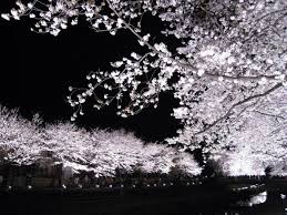 Significance Of Sakura Cherry Blossom Traditions In Japan Smithsonian Folklife Festival