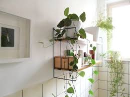 A Simple Guide To Feng Shui Indoor Plants Bathroom Plants Low Light Bathroom Plants Plant Decor