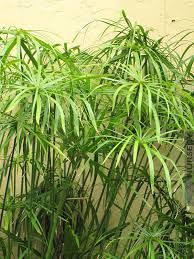 Image result for Cyperus sp.no.10