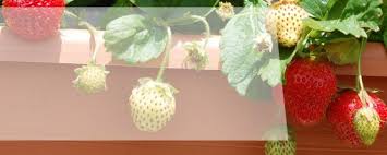 Certains se portent très bien à l'ombre, voire mieux. Cultiver Des Fruits Sur Un Balcon Suivez Le Guide Coop Brico Loisirs