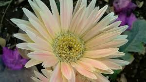 #homemade#cocopeat#gardeningtips how to make coco peat at home in tamil#terrace gardening/cocopeat வீட்டில் தயாரிக்கும். My Garden Update In Tamil Youtube