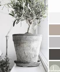 Urban Olive Grove Concepts And Colorways Growing Olive Trees Olive Tree Plants