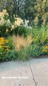 Image result for Sporobolus molleri