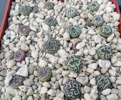 Image result for Conostomium