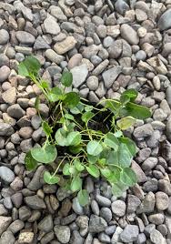 Image result for Falkia