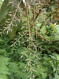 Image result for Bocconia