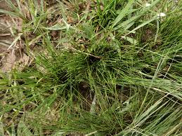 Image result for Rhynchospora rugosa