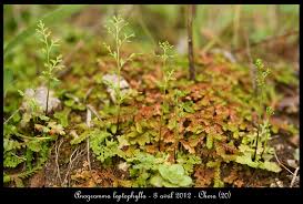 Image result for Anogramma leptophylla
