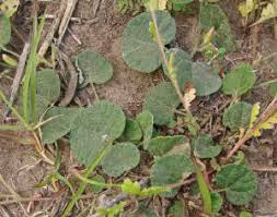 Image result for Rhynchosia sordida