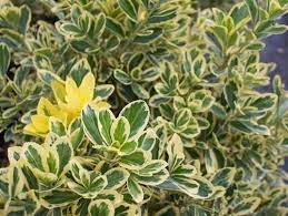 This is a stunning evergreen whether used for topiary or as a hedge/screen! Chollipo Euonymus Euonymus Japonicus Chollipo From Taylor S Nursery