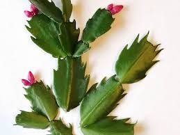 En el sur, algunos cactus se preparan como platos. Como Reproducir El Cactus De Navidad Succulent Avenue
