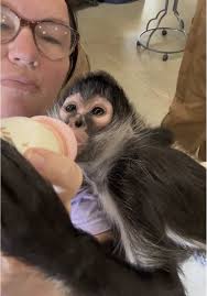 Cricket downing her breakfast bottle & then giving us a sweet little monkey  burp💜