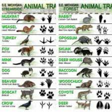 Latest Animal Tracks Id Sheets Animal Tracks Animals