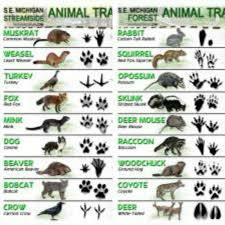 latest animal tracks id sheets animal tracks animals