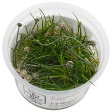 Image result for Eriocaulon africanum