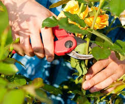Stenger Garten Und Landschaftsservice Pflege Und Serviceleistungen