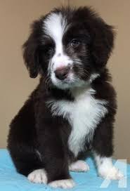 Black And White Parti Aussiedoodle Aussiedoodle Puppy For Sale Adoption Rescue Puppies For Sale Aussiedoodle Puppies