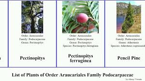 Image result for Podocarpaceae