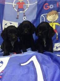 We have 5 10 weak old blue roan show cocker spanial puppy's for sale, 3 girls and 2 boys, ready for 5 star homes, all have been microchipped, wormed f. English Cocker Spaniel Puppies For Sale Raleigh Nc 184861