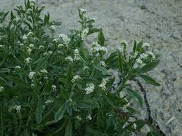 Image result for Euploca katangensis